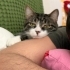 Kucak bağımlısı erkek kısır kedi fotoğraf