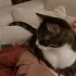 Kucak bağımlısı erkek kısır kedi fotoğraf