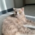 Kısır Erkek Scootish kedi fotoğraf