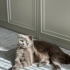 Kısır Erkek Scootish kedi fotoğraf