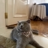 Kısır Erkek Scootish kedi fotoğraf