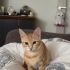 LUCKY BEBEK ACİL YUVA ARIYOR fotoğraf