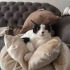 mia kızımız acil yuva arıyor fotoğraf