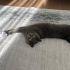 Ankara british shorthair fotoğraf