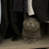Ankara british shorthair fotoğraf