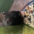 Dişi Syrian Hamster (Sahiplendirme) fotoğraf