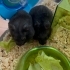 Dişi Syrian Hamster (Sahiplendirme) fotoğraf
