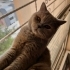 🐱 Ücretsiz Sahiplendirme – 3 Yaşında Sevecen Dişi Kedi (Bulgur) fotoğraf
