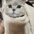 🐱 Ücretsiz Sahiplendirme – 3 Yaşında Sevecen Dişi Kedi (Bulgur) fotoğraf
