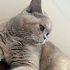 🐱 Ücretsiz Sahiplendirme – 3 Yaşında Sevecen Dişi Kedi (Bulgur) fotoğraf
