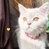 🐱 Ücretsiz Sahiplendirme – 3 Yaşında Sevecen Dişi Kedi (Bulgur) fotoğraf