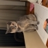 🌸 Acil Yuva Arıyor – 4 Yaşında Dişi Kedi Hestia fotoğraf