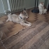 Ücretsiz sahiplenme fox terrier ömürlük yuva fotoğraf