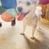 Ücretsiz sahiplenme fox terrier ömürlük yuva fotoğraf