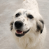 Ücretsiz sahiplenme border collie melez fotoğraf