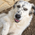 Ücretsiz sahiplenme border collie melez fotoğraf