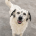 Ücretsiz sahiplenme border collie melez fotoğraf