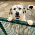 Ücretsiz sahiplenme border collie melez fotoğraf