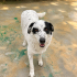 Ücretsiz sahiplenme border collie melez fotoğraf