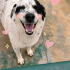 Ücretsiz sahiplenme border collie melez fotoğraf