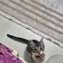 Acil Kalıcı Yuva Aranıyor fotoğraf