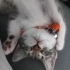 Acil Kalıcı Yuva Aranıyor fotoğraf