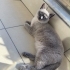 British Blue Point uysal, sakin bir kız fotoğraf