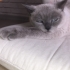British Blue Point uysal, sakin bir kız fotoğraf