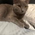 Acil yuva aranıyor fotoğraf