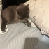 Acil yuva aranıyor fotoğraf