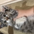 KONYA YAVRU KEDİ fotoğraf
