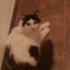 Zuzu için yuva arıyoruz fotoğraf