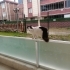 Zuzu için yuva arıyoruz fotoğraf