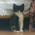 Dobuşuk için yuva arıyoruz fotoğraf