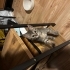 Acil yuva arıyor yavru kedi istanbul fotoğraf