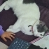 British Shorthair tekir kırması arkadaşı alerjim nedeniyle sahiplendiriyoruz fotoğraf