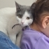 British Shorthair tekir kırması arkadaşı alerjim nedeniyle sahiplendiriyoruz fotoğraf