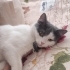 British Shorthair tekir kırması arkadaşı alerjim nedeniyle sahiplendiriyoruz fotoğraf