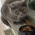 🐾 Birbirinden Ayrılmayacak İki British Shorthair İçin Ömürlük Aile Arıyorum 🐾 fotoğraf