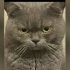 🐾 Birbirinden Ayrılmayacak İki British Shorthair İçin Ömürlük Aile Arıyorum 🐾 fotoğraf