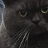 🐾 Birbirinden Ayrılmayacak İki British Shorthair İçin Ömürlük Aile Arıyorum 🐾 fotoğraf