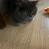 🐾 Birbirinden Ayrılmayacak İki British Shorthair İçin Ömürlük Aile Arıyorum 🐾 fotoğraf