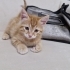 tekir erkek yavru kedi fotoğraf