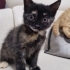 tekir erkek yavru kedi fotoğraf