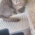 Kızımız yuva ariyor fotoğraf
