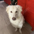 Acil-Golden Husky Kırması Çok Tatlı Oğlumuz 15 Aylık fotoğraf