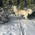 Acil-Golden Husky Kırması Çok Tatlı Oğlumuz 15 Aylık fotoğraf
