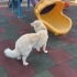 Acil-Golden Husky Kırması Çok Tatlı Oğlumuz 15 Aylık fotoğraf