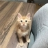Acil yuva Sahiplendirme fotoğraf