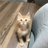 Acil yuva Sahiplendirme fotoğraf